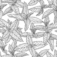 Peppermint Leaves Seamless Pattern. Floral Background with Hand Drawn Fresh Mint Leaf . Medicinal Plants or Spicy Herbs Vector illustration