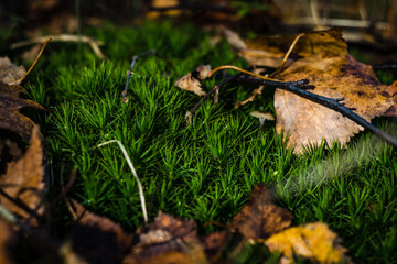 Green moss in the autumn forest