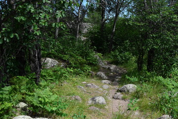 Rockey trail through trees