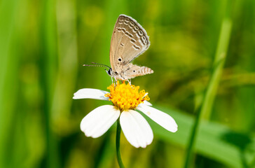 Close up of Butterfly on Flower