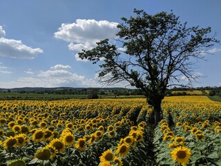 Sunflowers on a field