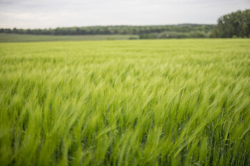 Landscape of fresh green rye field during summer. Agriculture and farming