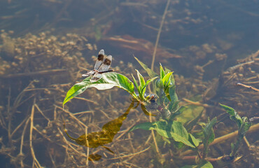 Closeup detail of wandering glider dragonfly on leaf