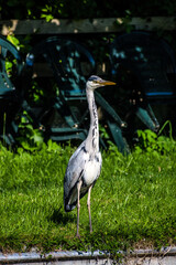 Grey heron on the Lancaster canal at garstang, Lancashire.