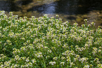 flowers in the meadow