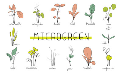 Set Microgreens color sketch vector illustration. Green for home gardening. Amaranth, arugula, peas. dill, corn, broccoli, sunflower, mustard, basil sprouts for eating
