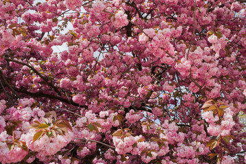 Sakura du Japon