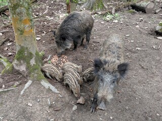 Wild pigs in the forest