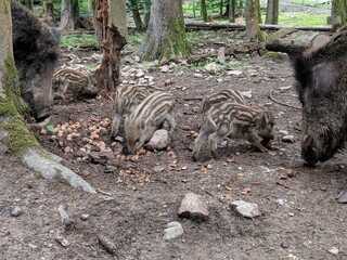 Wild pigs in the forest