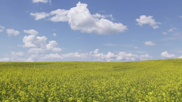 canola field in bloom, raps field yellow at blossom, 4K drone footage aerial panorama,  landscape with Ukrainian flag national colors, blue sky white clouds and sunny day