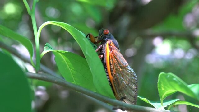 Brood X Cicada sits on leaf of sapling.