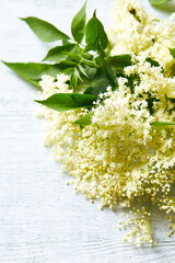 Elder Flowers on white painted wooden background. Close-up
