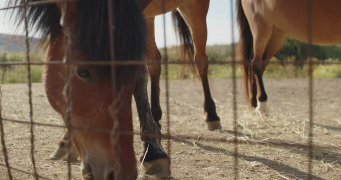 Brown Horses Behind a Fence in a Farm on an Island of Greece Skyros 4k