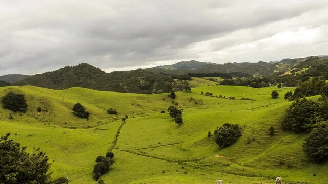 Timelapse of newzeland farm with cows moving around, shot ended with rain sweeping in.