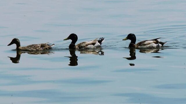 3 ducks swimming in a row.