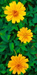 yellow flowers in the garden