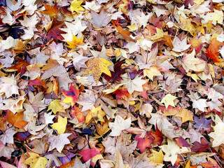 autumn leaves background