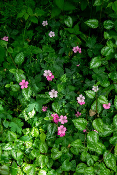 Green forest lush with Oxalis oregana also known as redwood sorrel flower or Oregon oxalis amongst leaves and various foliage in summer nature.
