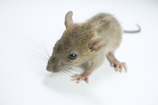 Domestic rat isolated on white background, with selective focus.         
