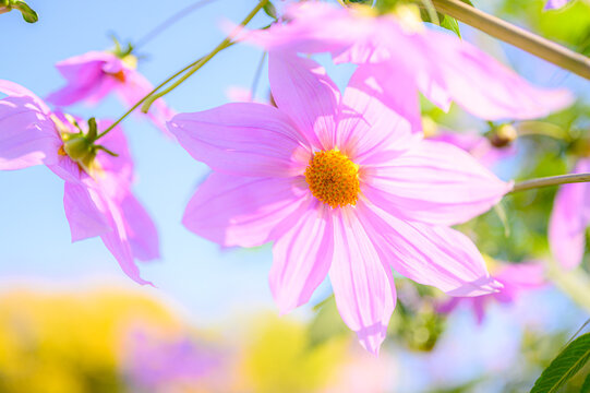 皇帝ダリア」の写真素材 | 656件の無料イラスト画像 | Adobe Stock