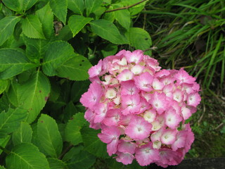 pink hydrangea flower