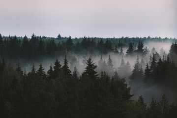Nature background with moody dark vintage fir forest in fog high-angle view from above