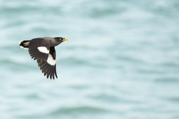 シンガポールの野鳥　海岸線を飛ぶジャワハッカ