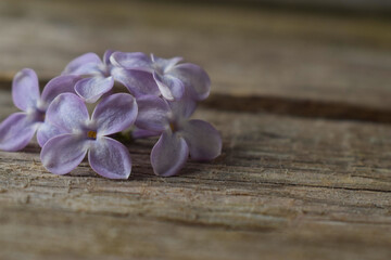 purple lilac flowers lie in a pile on the wooden surface.horizontal