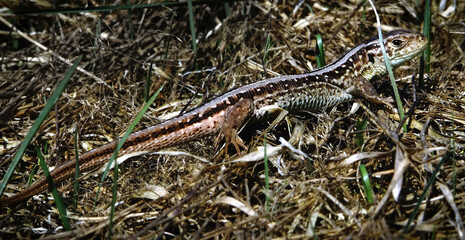 Sand lizard (Lacerta agilis) basking on the edge of the forest.