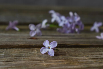 Fototapeta na wymiar a lilac flower from lilac lies in a crack on a wooden board. horizontal