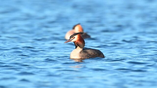 Great crested grebe water bird in a springtime evening sunset in the Reevediep lake near Kampen, Overijssel, The Netherlands.