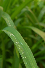 transparent water droplets sparkle in the sun on a leaf in the sunlight, macro.Morning dew drops in the open air.beautiful image of nature