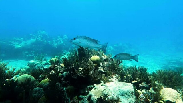 Beautiful Snapper saltwater fish with gray scales swimming at Constellation Montana Wrecks. Gray snapper (Macolor macularis) in deep blue sea.