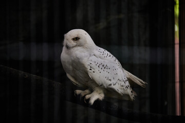 シロフクロウ
Snowy Owl