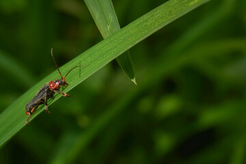 A fireman beetle on a green leaf in the sun.Summer day. side view