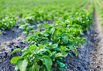 Green Field of Organic Potatoes