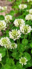 white flowers