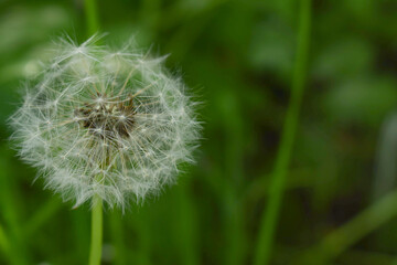 Close-up of a dandelion head on a background of green grass.beautiful view of nature