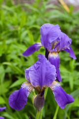 The flower of the Northern Blue Flag grows among the grass. Purple iris flowers on a dark background. Blooming irises close-up.