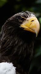 オオワシ
Steller's Sea Eagle