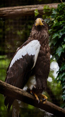オオワシ
Steller's Sea Eagle