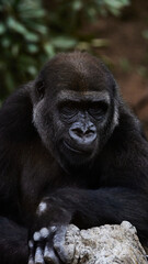 ニシゴリラ
Western Lowland Gorilla