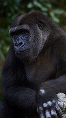 ニシゴリラ
Western Lowland Gorilla