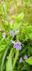 blue flowers in the garden