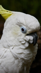 アオメキバタン
Triton Cockatoo