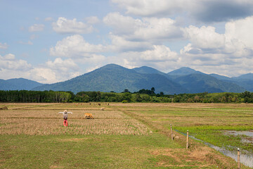 View of rice fields during dry season