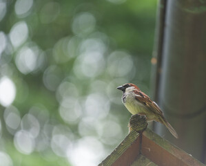 Naklejka premium sparrow perched on a garden trellis