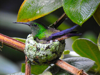 Amazilia Saucerottei