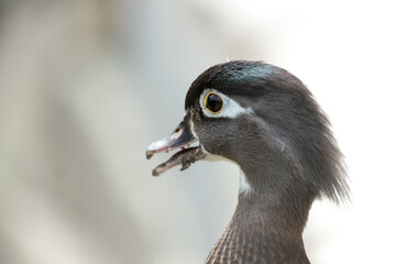 close up of a mature female wood duck or Carolina duck (Aix sponsa) standing on a low parapet wall...