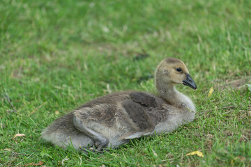 isolated canada goose gosling lounging on grass